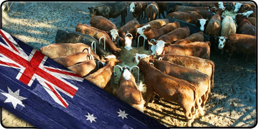 Australian Made stock feeder